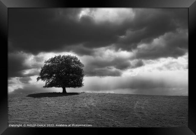 Lone tree after the storm 801   Framed Print by PHILIP CHALK