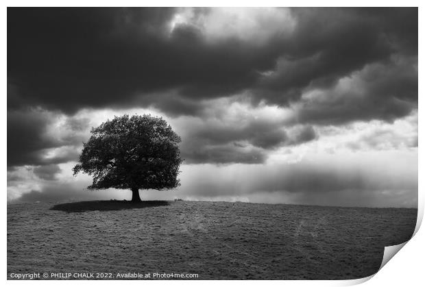 Lone tree after the storm 801   Print by PHILIP CHALK