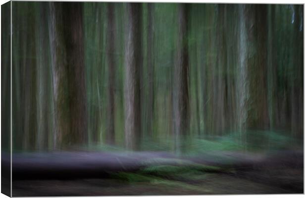 Pine trees in a forest Canvas Print by Bryn Morgan