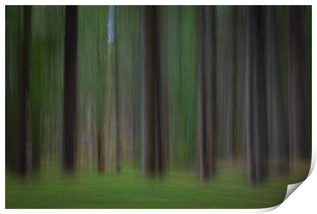 Pine trees in a forest Print by Bryn Morgan