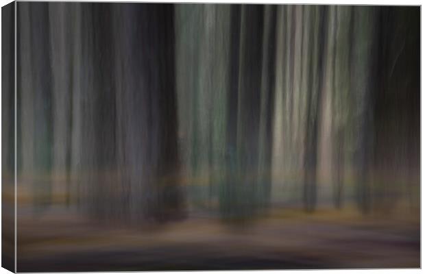 Pine trees in a forest Canvas Print by Bryn Morgan