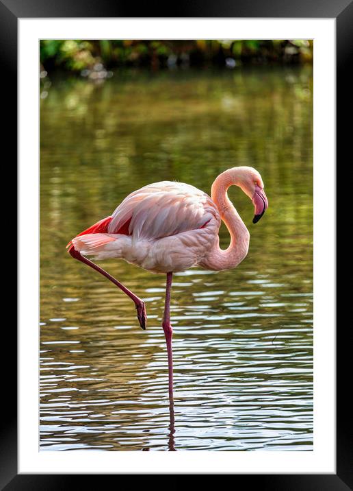 Greater Flamingo Framed Mounted Print by Derek Beattie