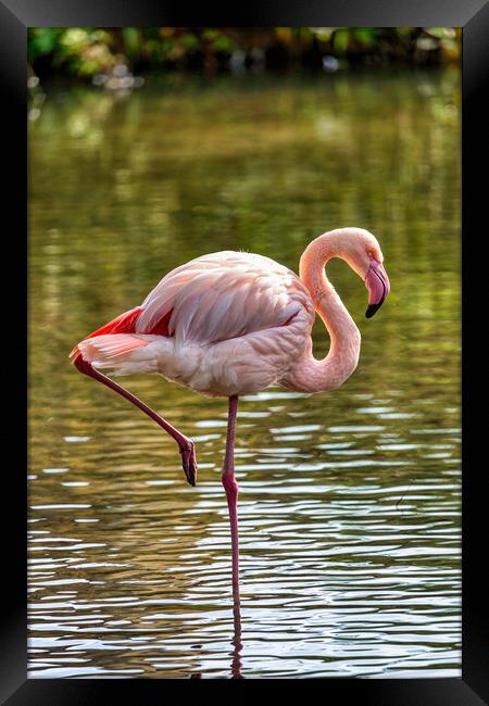 Greater Flamingo Framed Print by Derek Beattie