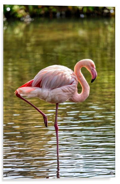 Greater Flamingo Acrylic by Derek Beattie