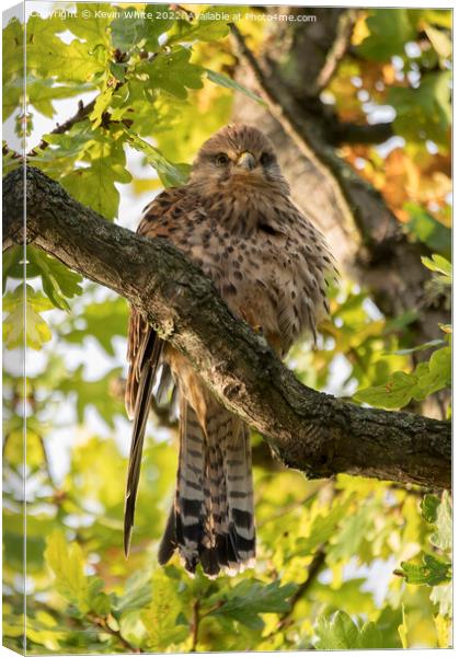 Female kestrel living in the wild Canvas Print by Kevin White