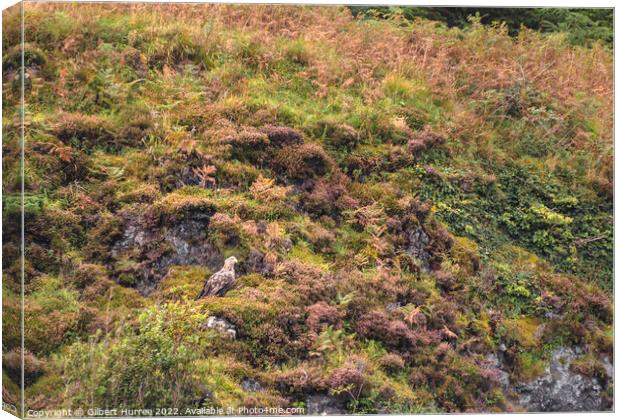 'Scottish Skies: White-Tailed Eagle Portrait' Canvas Print by Gilbert Hurree