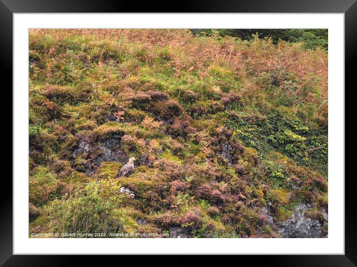 'Scottish Skies: White-Tailed Eagle Portrait' Framed Mounted Print by Gilbert Hurree