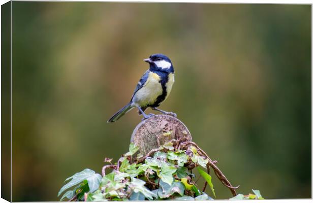 Great Tit Canvas Print by Roger Green