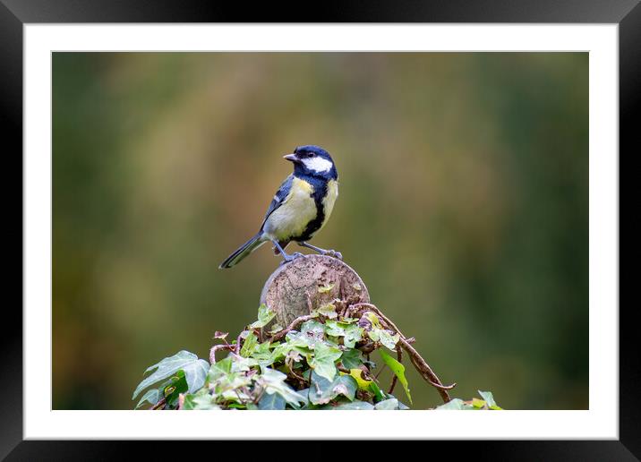 Great Tit Framed Mounted Print by Roger Green