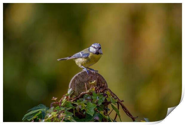 Blue Tit Print by Roger Green