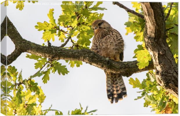 Common kestrel sitting in the morning sun Canvas Print by Kevin White