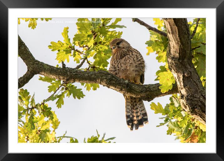 Common kestrel sitting in the morning sun Framed Mounted Print by Kevin White