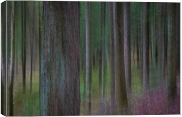 Pine trees in a forest Canvas Print by Bryn Morgan