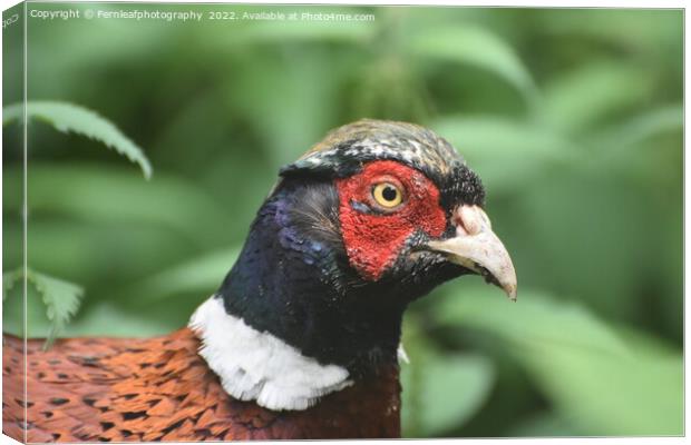 Pheasant Canvas Print by Fernleafphotography 