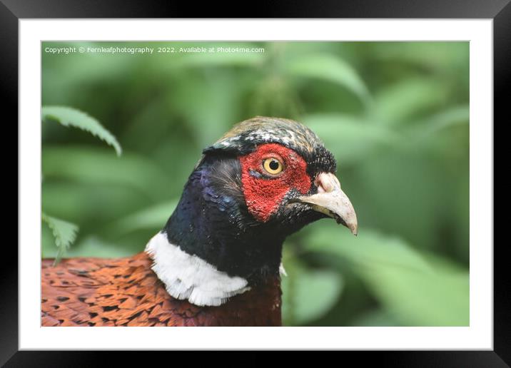 Pheasant Framed Mounted Print by Fernleafphotography 
