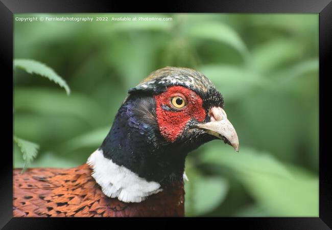 Pheasant Framed Print by Fernleafphotography 