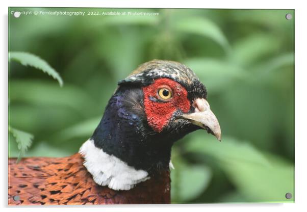 Pheasant Acrylic by Fernleafphotography 