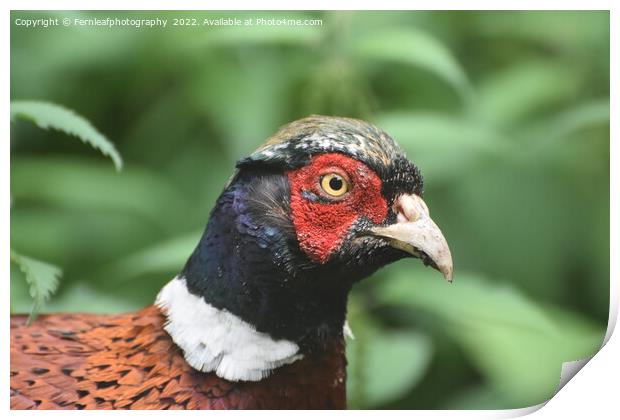 Pheasant Print by Fernleafphotography 