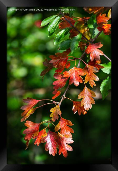 Autumn leaves Framed Print by Cliff Kinch