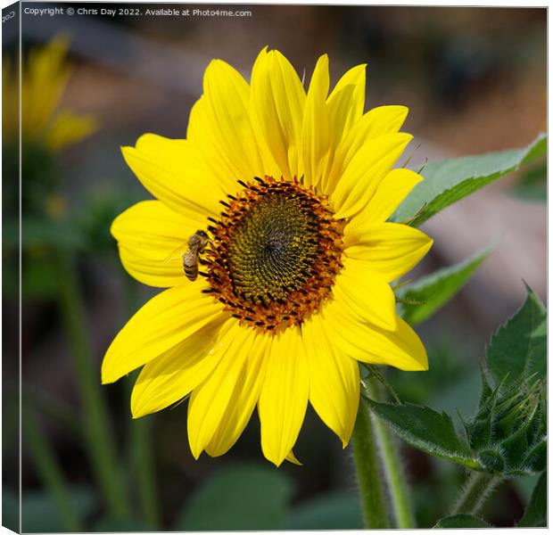 Sunflower and dinner guest Canvas Print by Chris Day