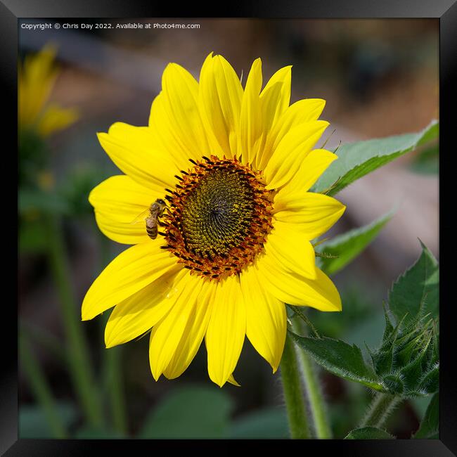 Sunflower and dinner guest Framed Print by Chris Day