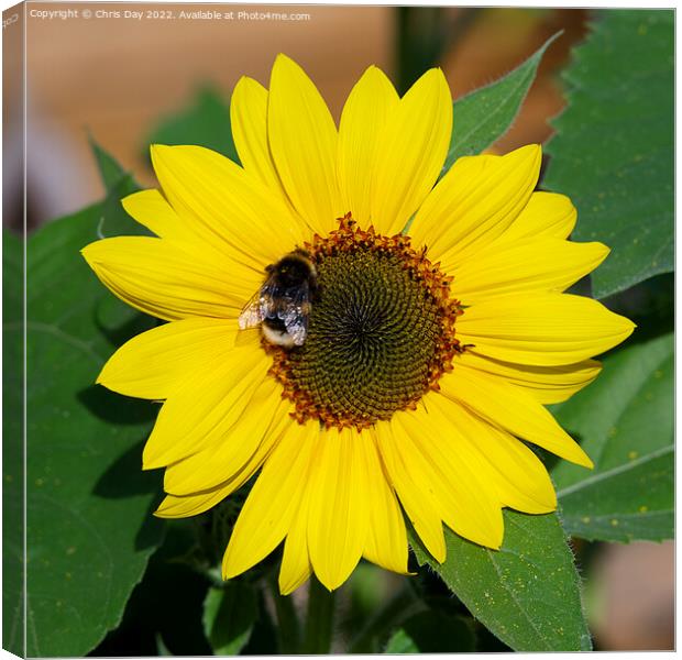 Sunflower and Bee Canvas Print by Chris Day