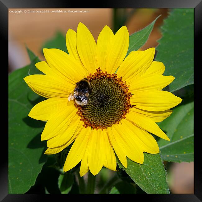 Sunflower and Bee Framed Print by Chris Day