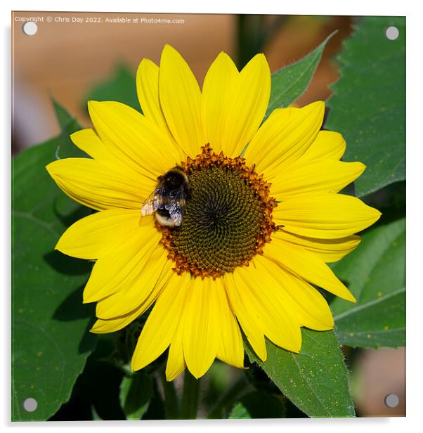 Sunflower and Bee Acrylic by Chris Day