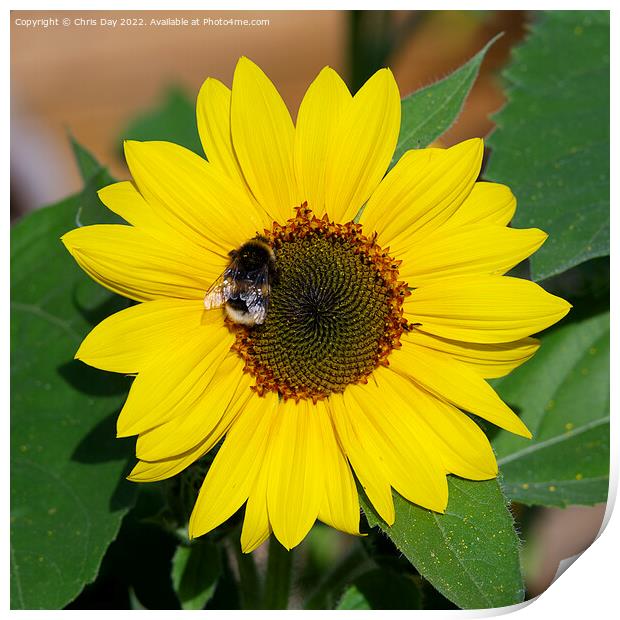 Sunflower and Bee Print by Chris Day