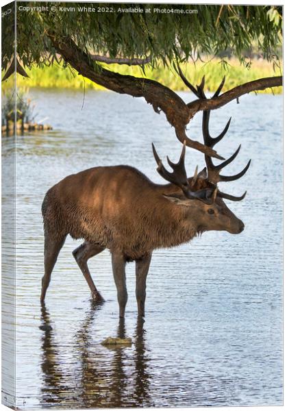 Locking horns with a tree Canvas Print by Kevin White
