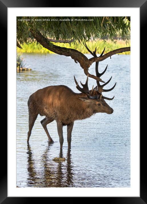 Locking horns with a tree Framed Mounted Print by Kevin White