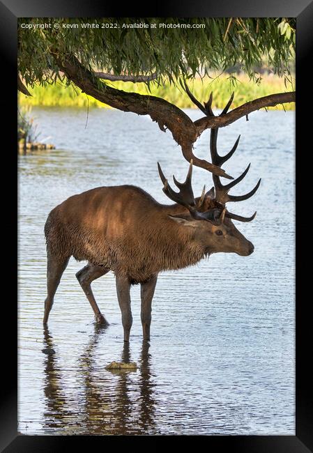 Locking horns with a tree Framed Print by Kevin White