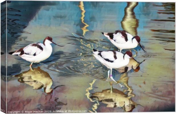 Graceful Avocets in Still Waters Canvas Print by Roger Mechan