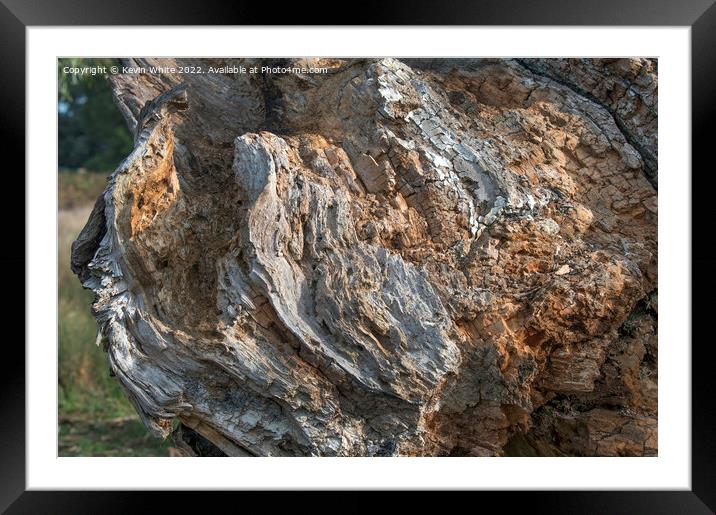 Beauty in a rotting tree Framed Mounted Print by Kevin White
