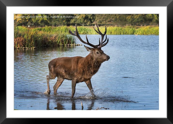 Treading through water after mud bath Framed Mounted Print by Kevin White