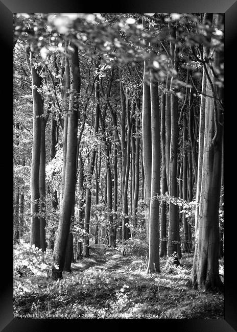sunlight through the trees Framed Print by Simon Johnson