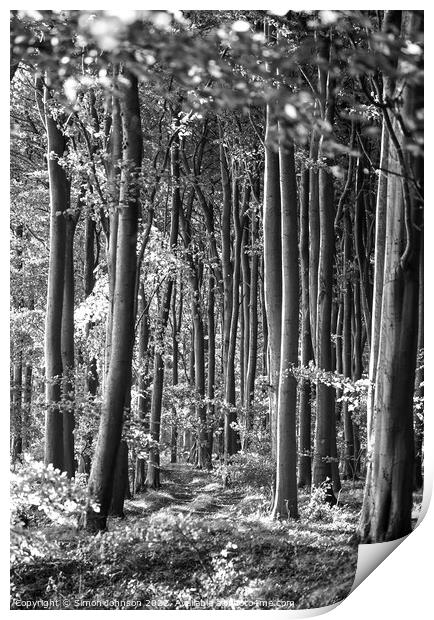 sunlight through the trees Print by Simon Johnson