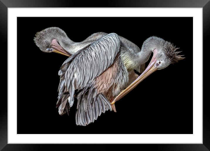Pelicans Preening Framed Mounted Print by Derek Beattie