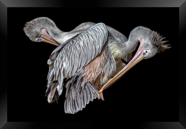 Pelicans Preening Framed Print by Derek Beattie