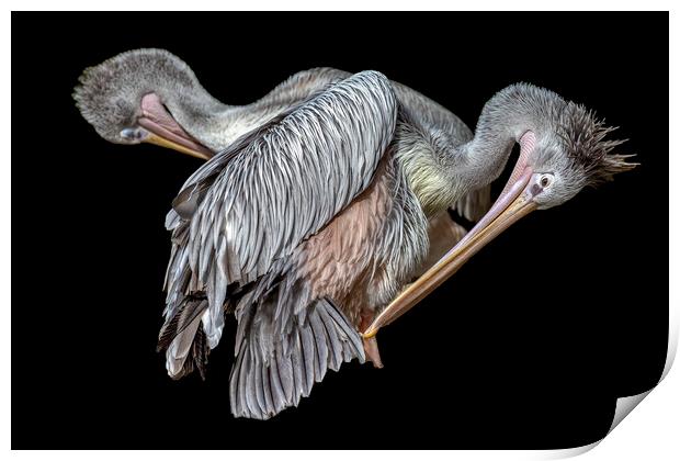 Pelicans Preening Print by Derek Beattie