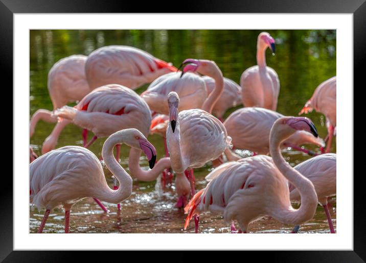 Flamingos in the Sun Framed Mounted Print by Derek Beattie