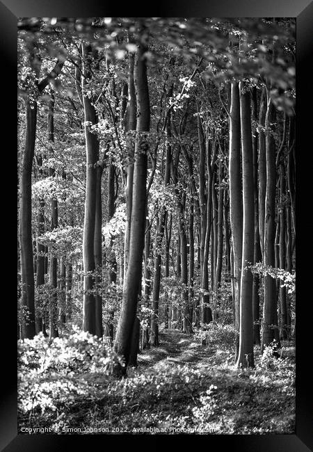 Beech Woodland Framed Print by Simon Johnson