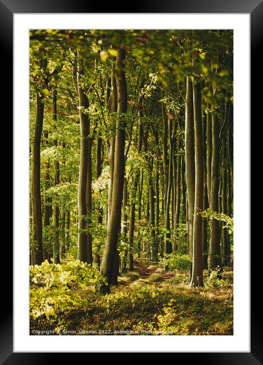 Sunlit Woodland Framed Mounted Print by Simon Johnson