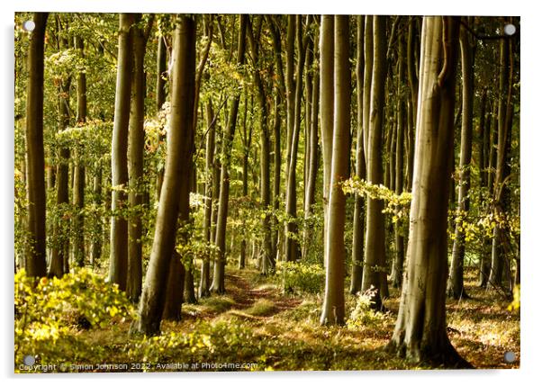 Beech woodland Acrylic by Simon Johnson