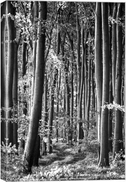 Beech Woodland Canvas Print by Simon Johnson