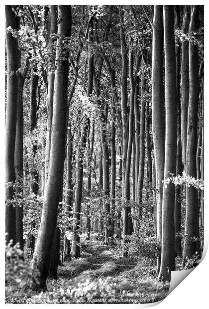 Beech Woodland Print by Simon Johnson