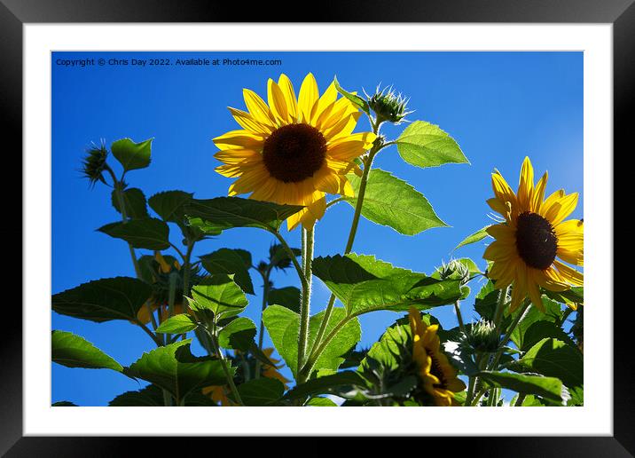 Sunflowers Framed Mounted Print by Chris Day