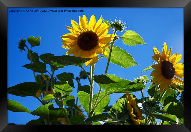 Sunflowers Framed Print by Chris Day