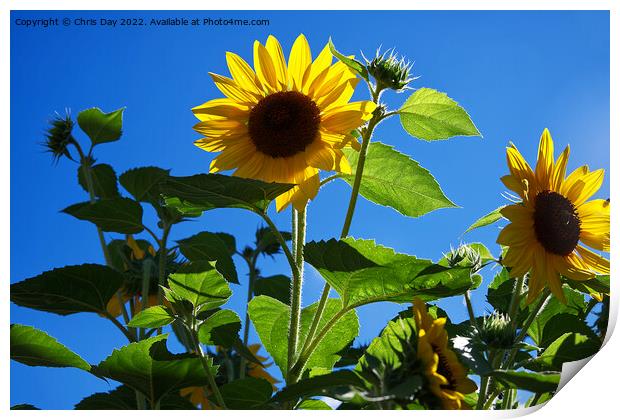 Sunflowers Print by Chris Day