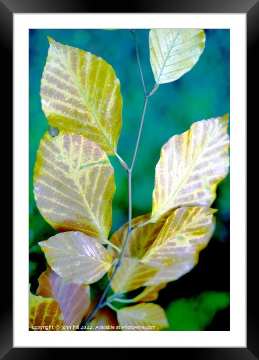 We are a changing for Autumn.(portrait) Framed Mounted Print by john hill